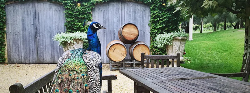 peacock on table