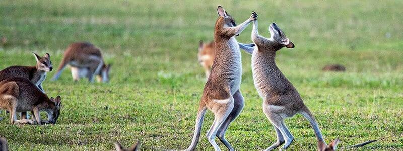 kangaroo playing