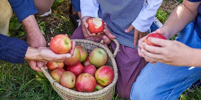 Four people picking apples in a basket