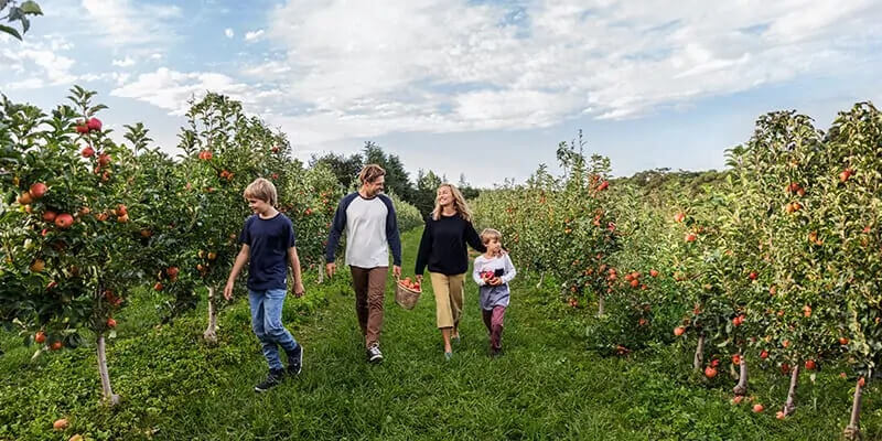 Family of four walking among fruit trees