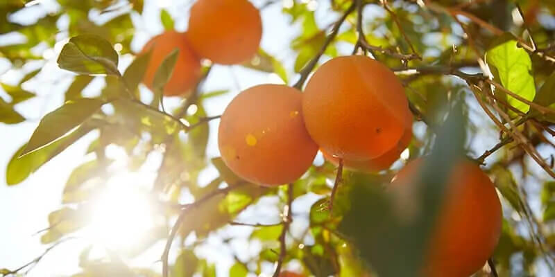 Oranges on a tree