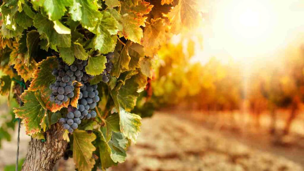 Black grapes on a vine at sunset