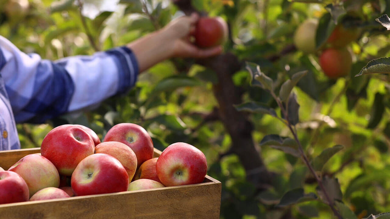 Person picking apples off tree